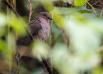 Philippine Cuckoo-Dove