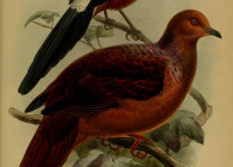 Philippine Cuckoo-Dove