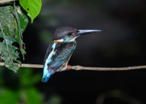 Philippine Dwarf Kingfisher