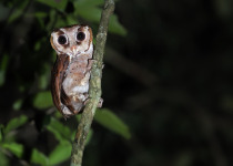 Philippine Eagle-Owl