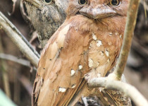 Philippine Frogmouth