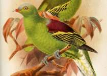 Philippine Green Pigeon