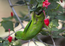 Philippine hanging parrot
