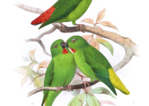 Philippine hanging parrot