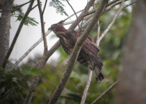 Philippine Honey Buzzard