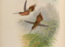 Philippine Needletail