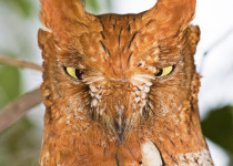Philippine Scops Owl