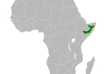 Philippine Scrub Warbler