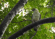 Philippine Serpent Eagle