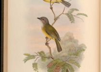 Philippine Whistler