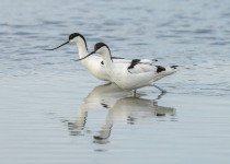 Pied Avocet