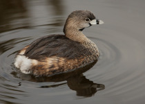 Pied-billed Grebe