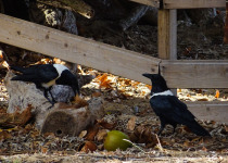 Pied Crow