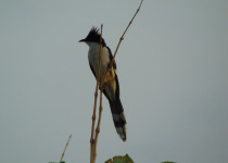 Pied Cuckoo