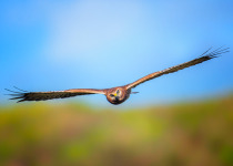 Pied Harrier
