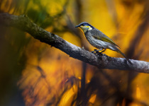 Pied Honeyeater