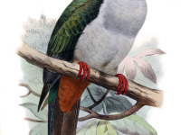 Pied Imperial Pigeon