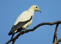 Pied Imperial Pigeon