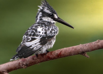Pied Kingfisher