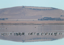 Pied Oystercatcher
