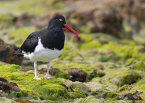 Pied Oystercatcher