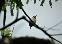 Pied Puffbird