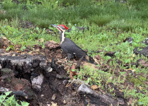 Pileated Woodpecker
