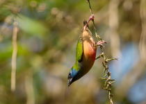 Pin-tailed Parrotfinch