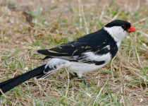 Pin-tailed Whydah