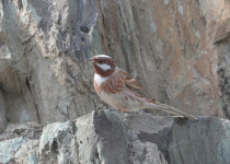 Pine Bunting