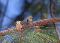 Pine Flycatcher