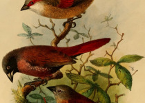 Pink-bellied Waxbill