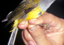 Pink-billed Cnemoscopus