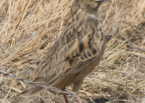 Pink-billed Lark