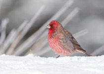Pink-browed Rosefinch