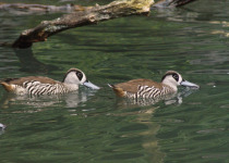 Pink-eared Duck
