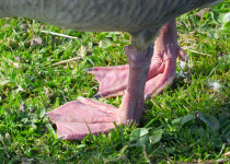 Pink-footed Goose