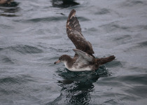 Pink-footed Shearwater