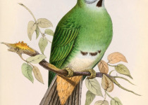 Pink-headed Fruit Dove