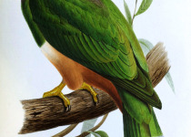 Pink-headed Imperial Pigeon