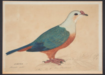Pink-headed Imperial Pigeon