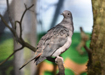 Pink-headed Imperial Pigeon