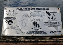 Pink-necked Green Pigeon
