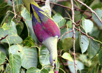Pink-necked Green Pigeon