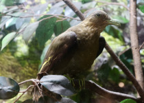 Pink-necked Green Pigeon