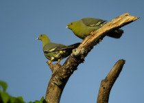 Pink-necked Green Pigeon