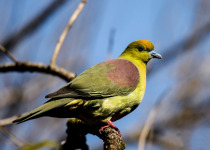 Pink-necked Green Pigeon