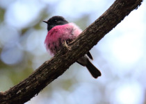 Pink Robin