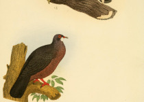 Pink-spotted Fruit Dove