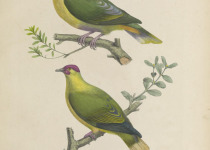 Pink-spotted Fruit Dove